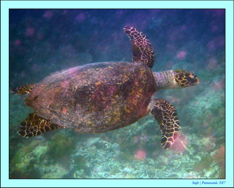 2009    07    Manatabuan 35